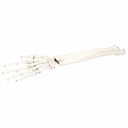 TOYS4.0 Anatomical Model - Hand with Ulna & Skeleton Loose Bones TO1070061